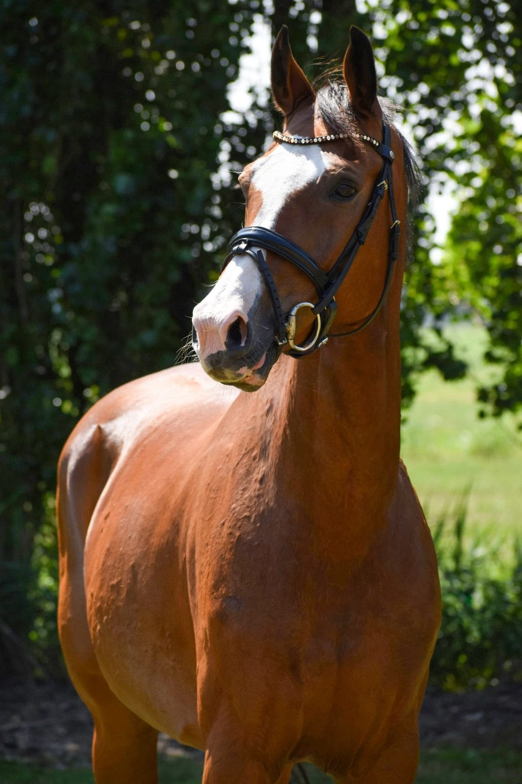 Lieve betrouwbare merrie, Merrie, Recreatiepaard