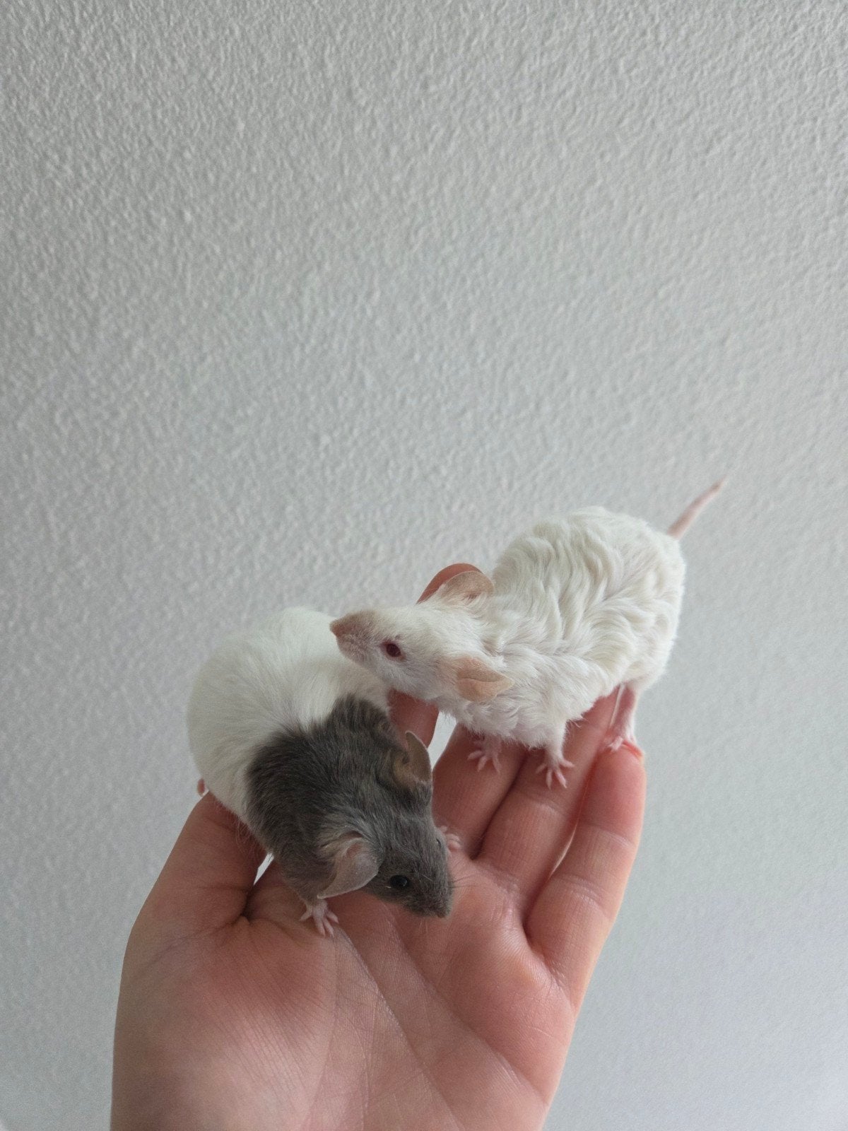 Texel kleurmuizen, Dieren en Toebehoren, Knaagdieren, Muis, December, Vrouwelijk, Tam