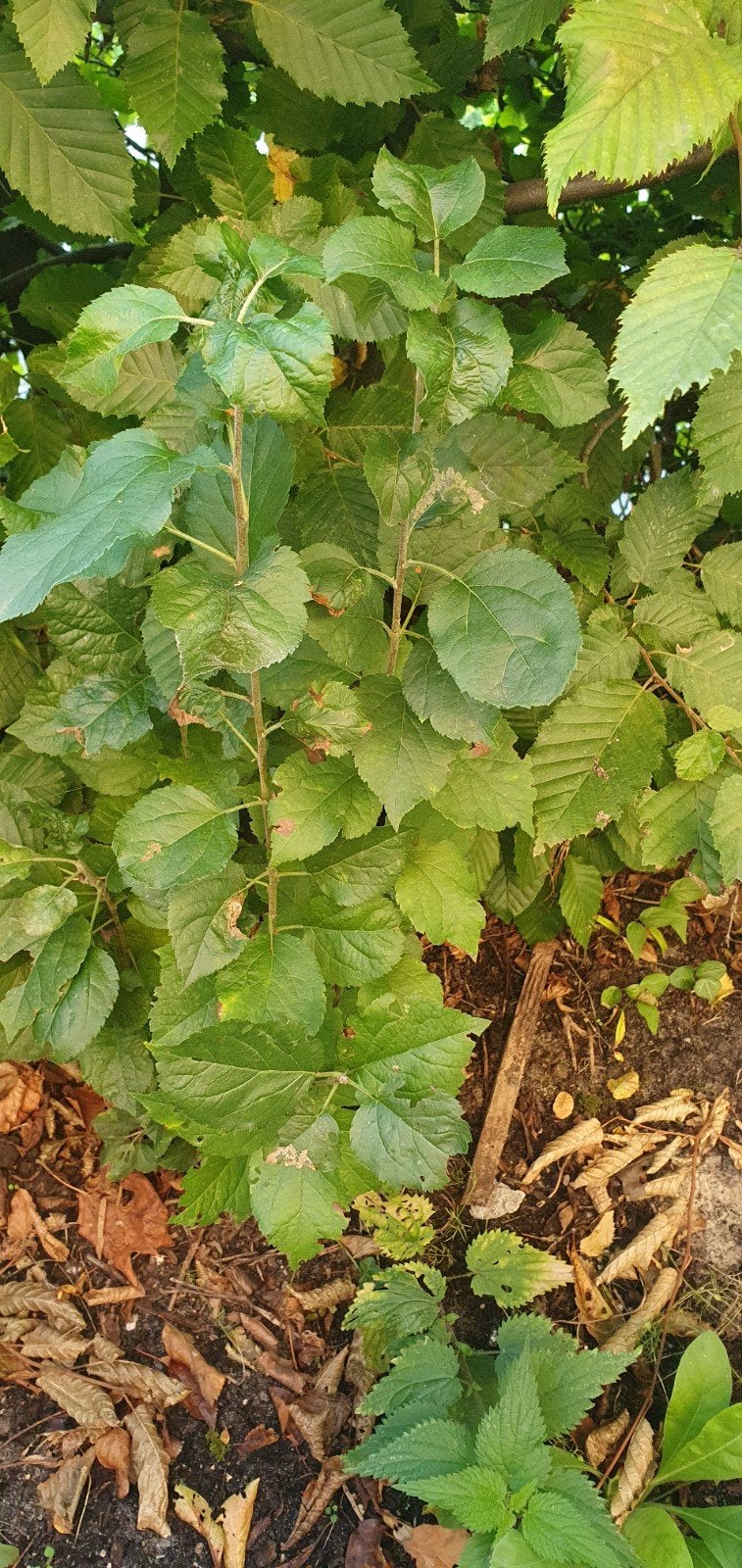 Jonge appelbomen, Tuin en Terras, Ophalen
