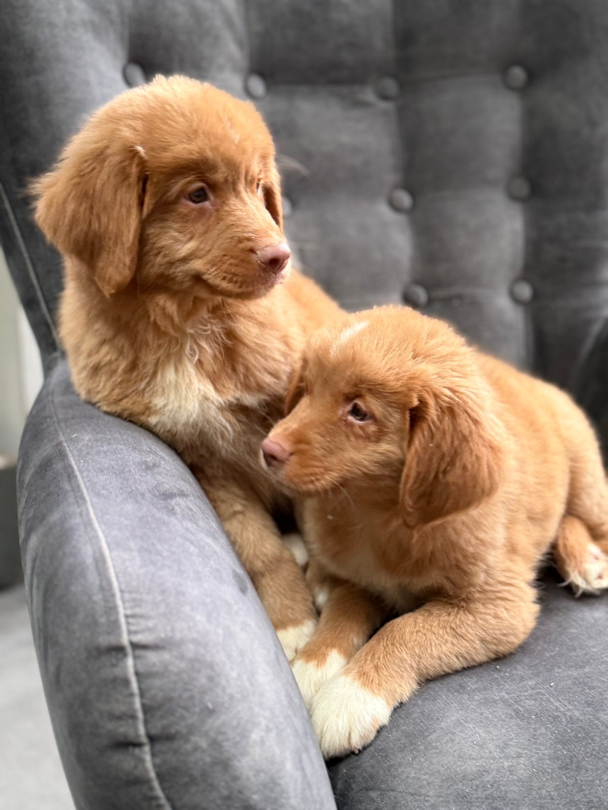 Nova  scotia duck tolling retriever, Dieren en Toebehoren, CDV (hondenziekte), Nederland, Overige rassen, 8 tot 15 weken