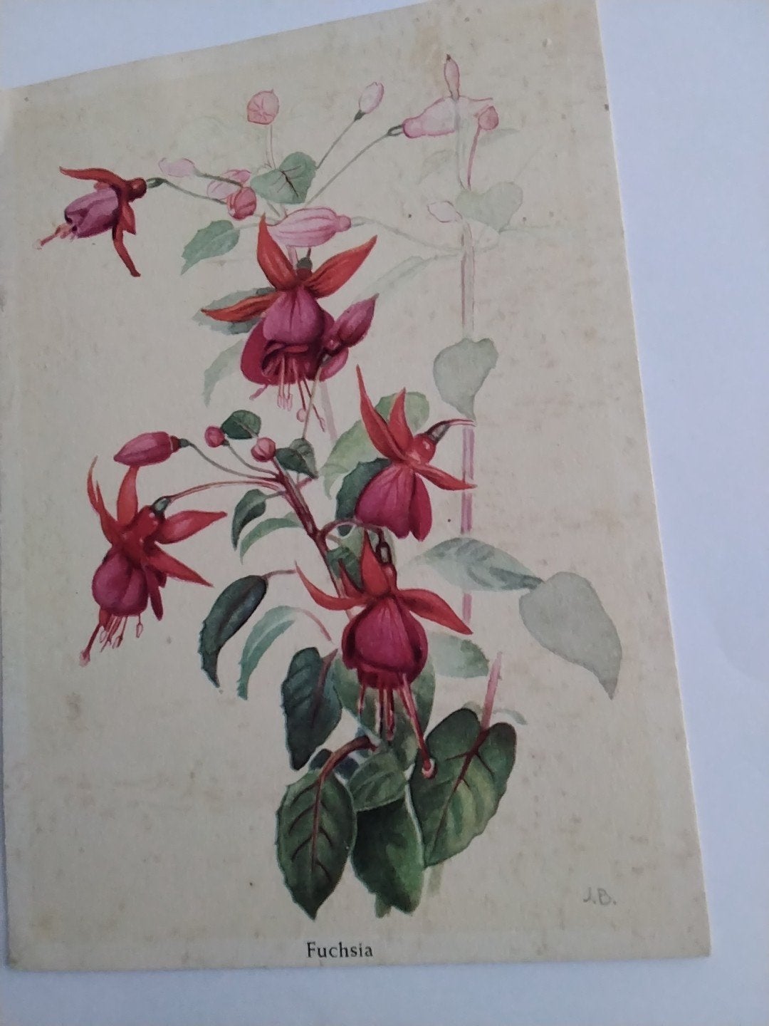 Vintage prent Fuchsia -   ASEF FECLAME, Ophalen of Verzenden