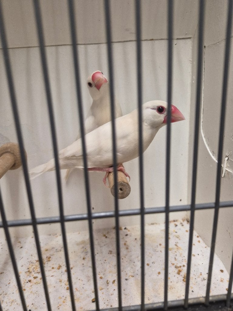 Zeer mooie grote zuiver witte rijstvogels TT klassen, Meerdere dieren, Tropenvogel, Geringd