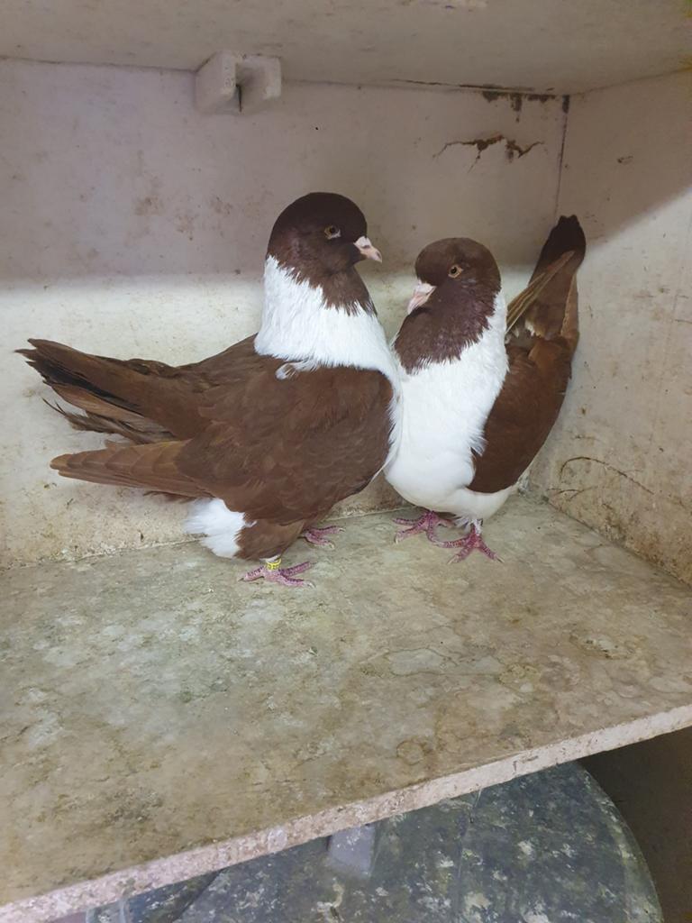 Strassers rood zeldzaam, Dieren en Toebehoren, Meerdere dieren