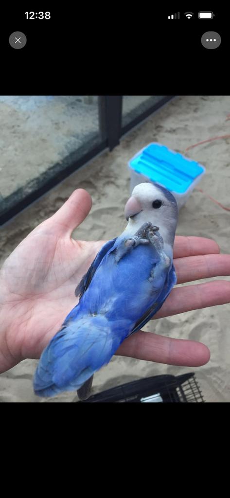 Tamme agapornis roseicolli handtam lovebird, Dieren en Toebehoren, Vogels | Parkieten en Papegaaien, Geslacht onbekend, Dwergpapegaai of Agapornis