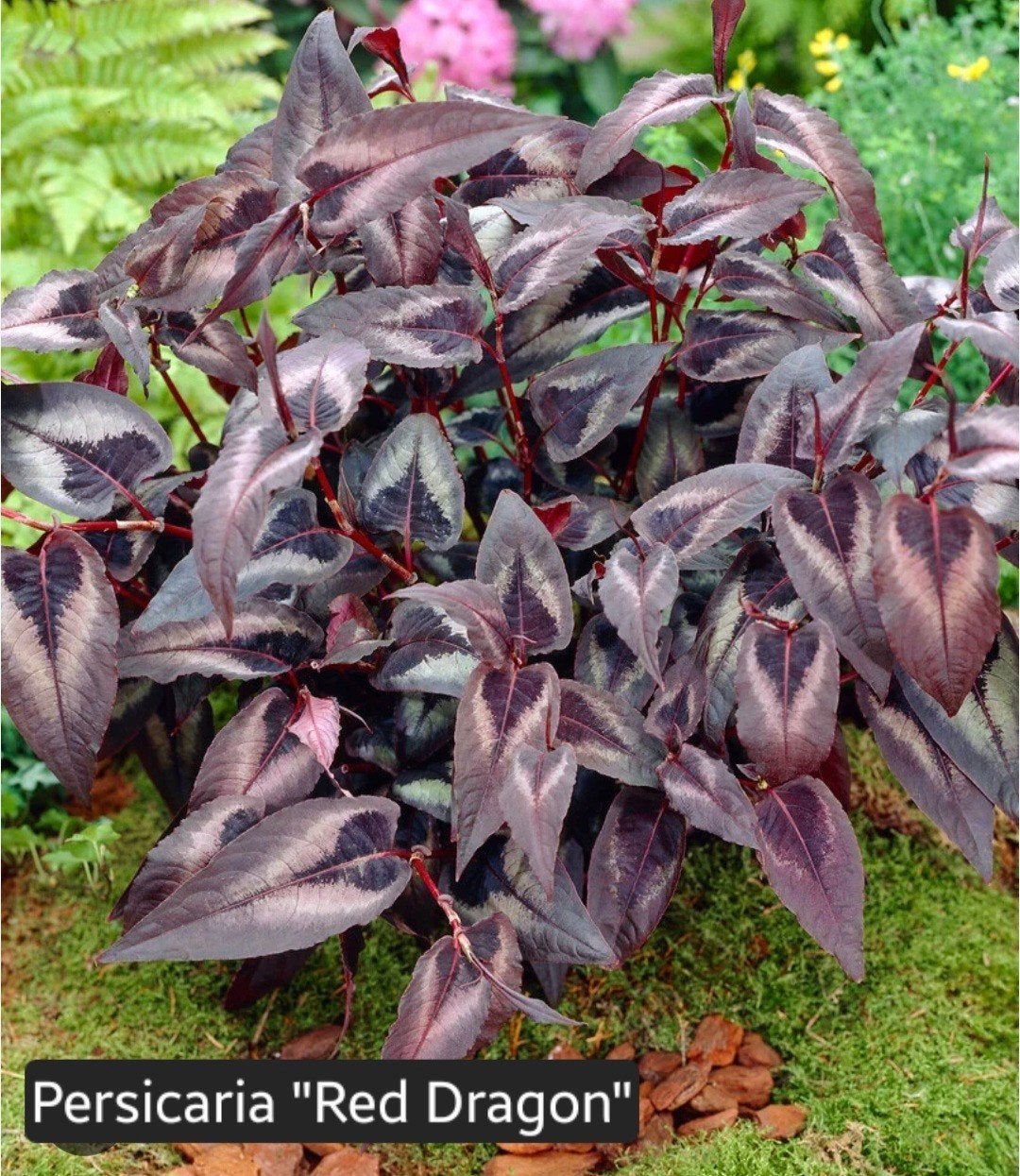 Persicaria 'Red Dragon' - Rode Duizendknoop, Tuin en Terras, Ophalen, Bodembedekkers, Volle zon, Vaste plant