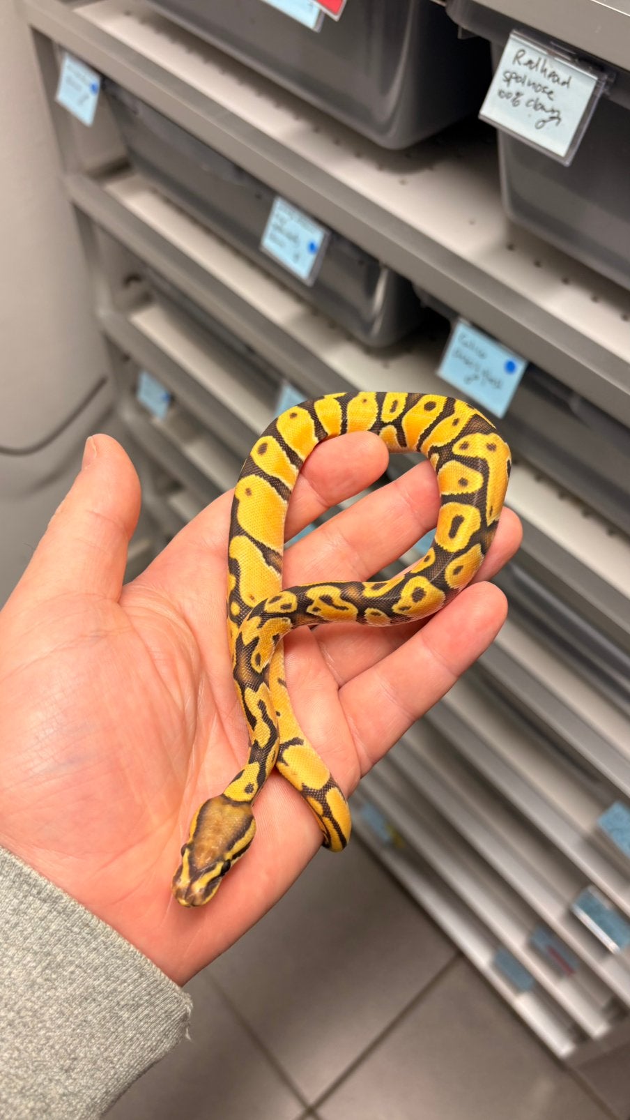 Orange dream hypo ball python Ball Python photo 2