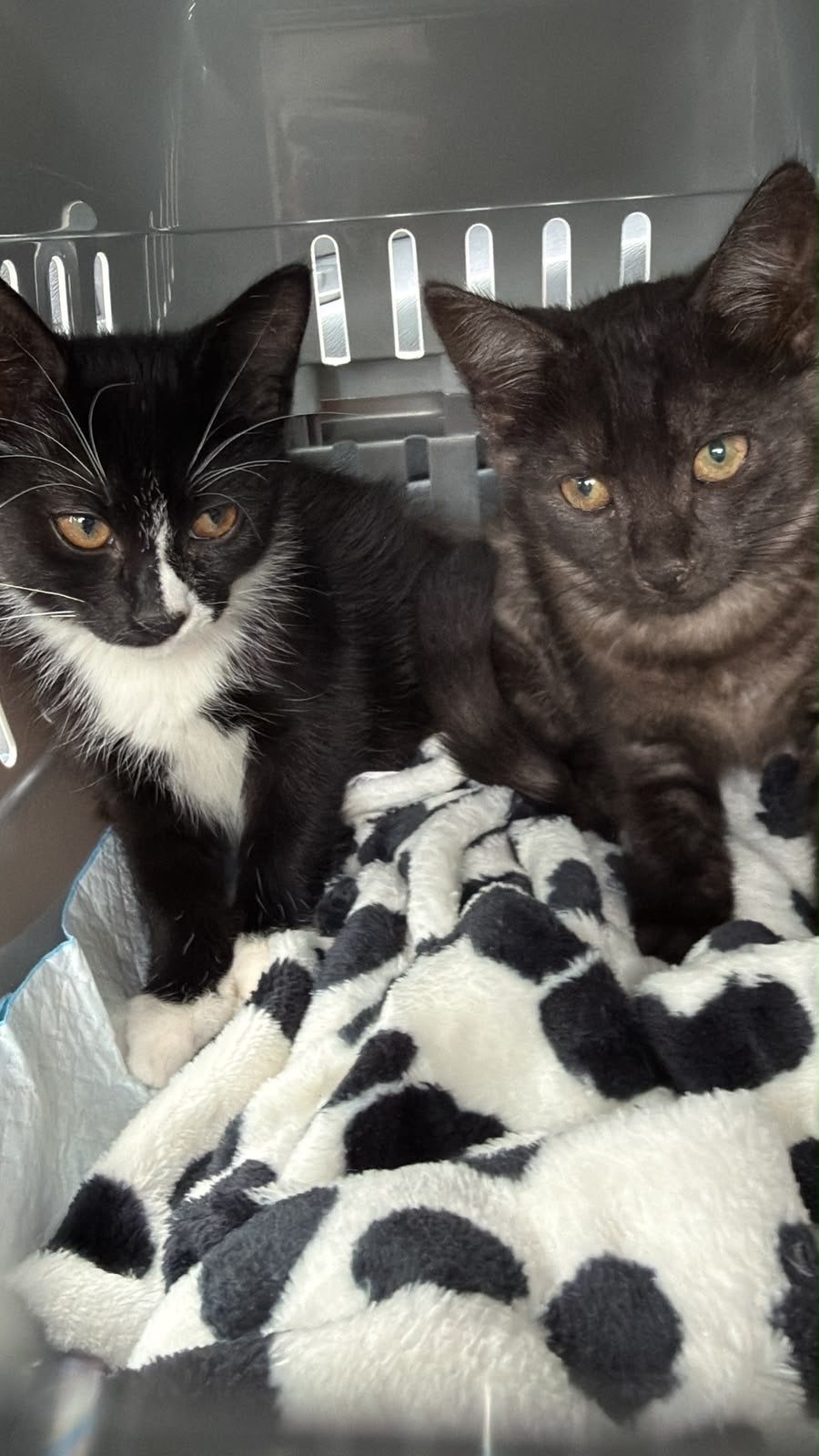 Lieve kittens zoeken een gouden mandje, Meerdere dieren, Langharig, 0 tot 2 jaar