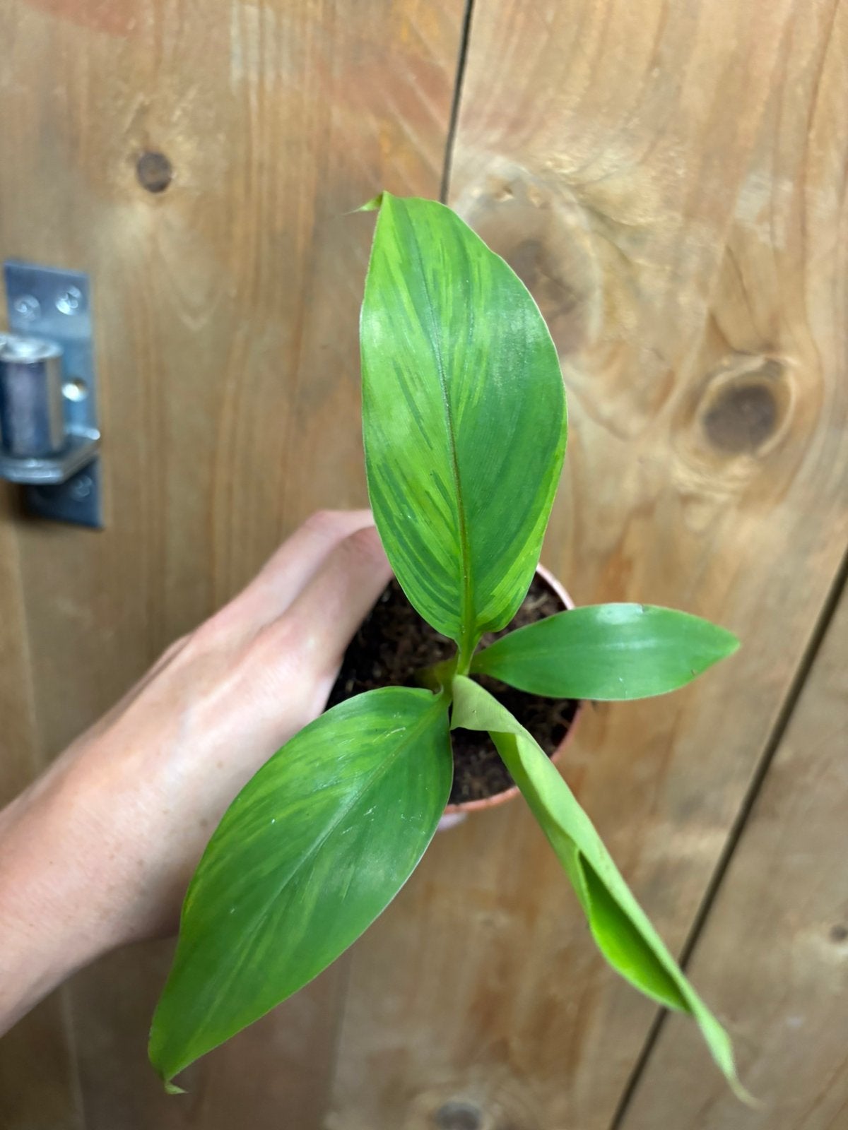 Musa basjoo variegata plant aurea yellow lemon, Ophalen of Verzenden, Halfschaduw, Minder dan 100 cm