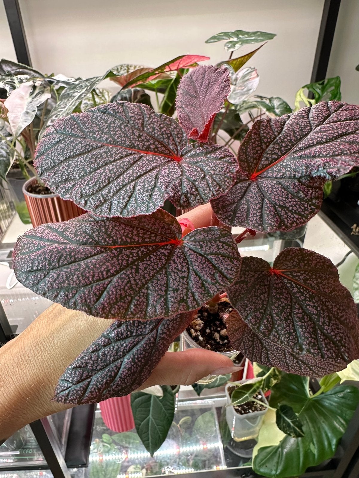 Begonia Morris, Ophalen of Verzenden, Halfschaduw, Minder dan 100 cm