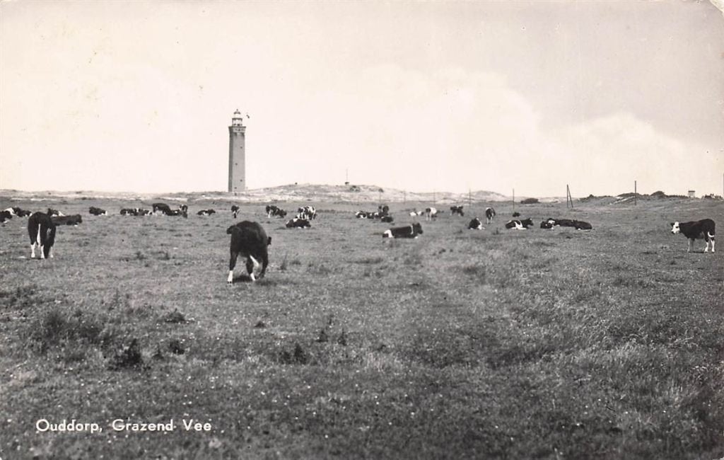703-062-041 Ouddorp Grazend Vee, Verzamelen, Ansichtkaarten | Nederland, Verzenden, Voor 1920, Zuid-Holland