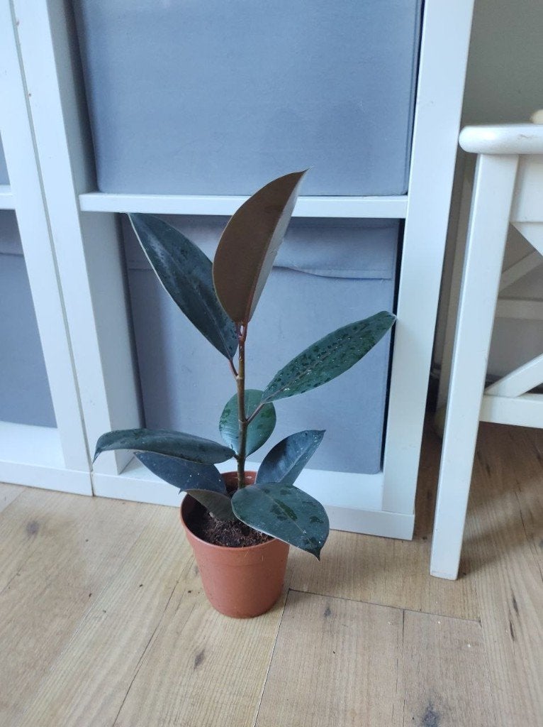 Ficus Elastica Abidjan/ Rubberboom - 40 cm, Ophalen, Ficus, Halfschaduw, Minder dan 100 cm