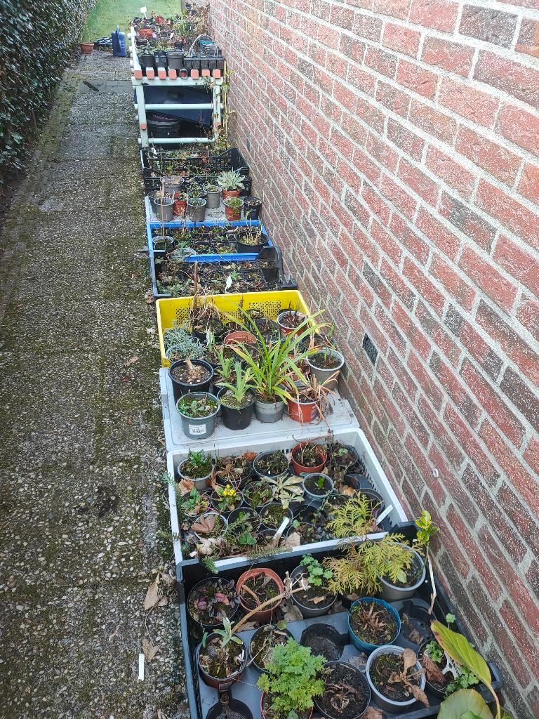 Aanbieding > Vaste biologische  TUINplanten, Ophalen, Vaste plant, Overige soorten, Halfschaduw