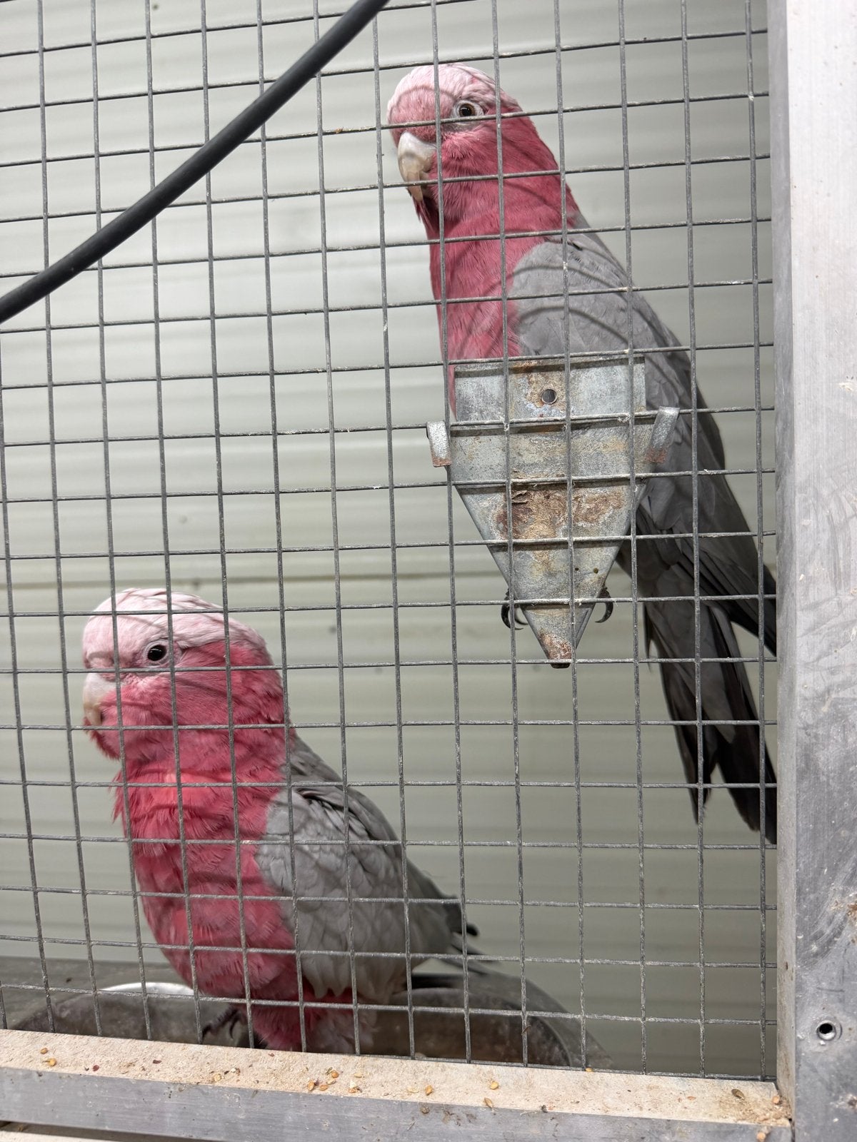Koppel rose kaketoe 2022 split lutino, Meerdere dieren, Geringd