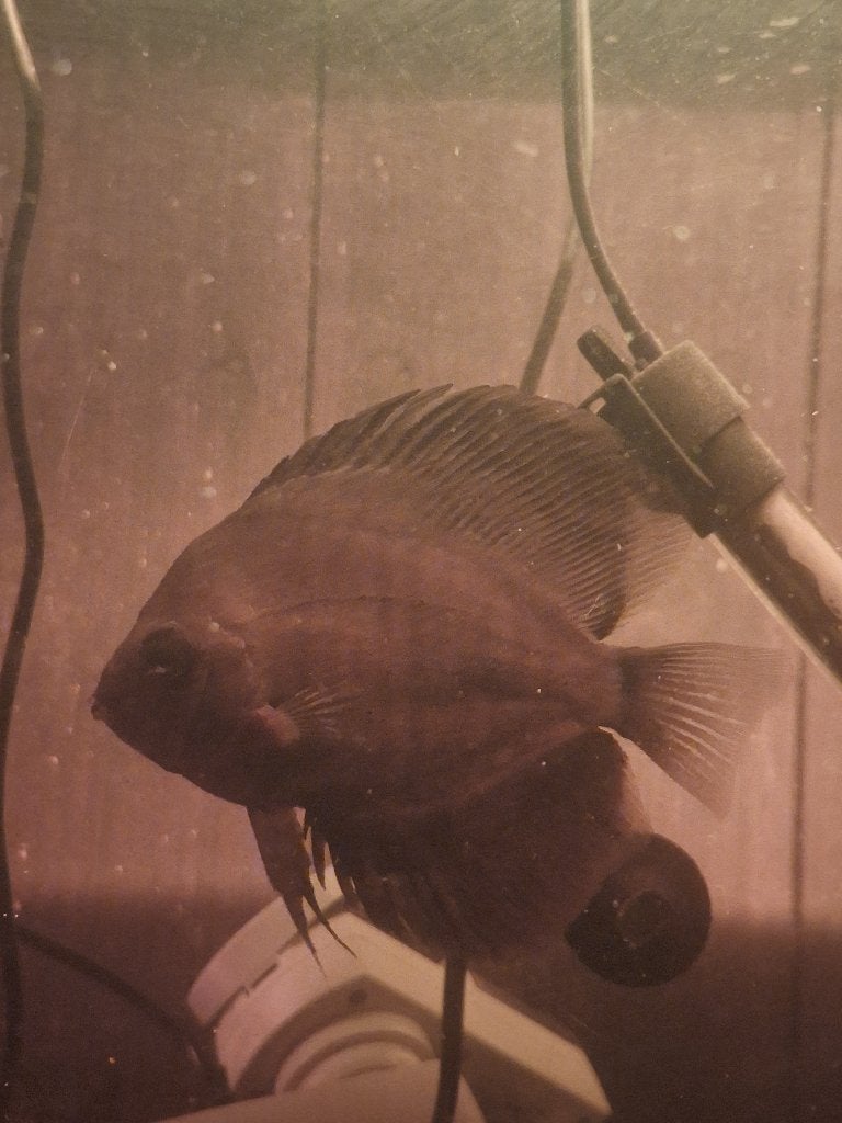 Discus, Dieren en Toebehoren, Vis