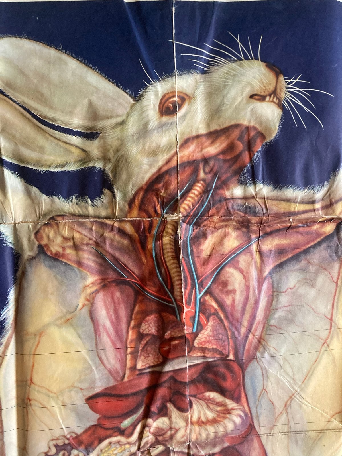 Vintage Chinese Anatomie Poster Konijn Jaren '60, Ophalen, Gebruikt