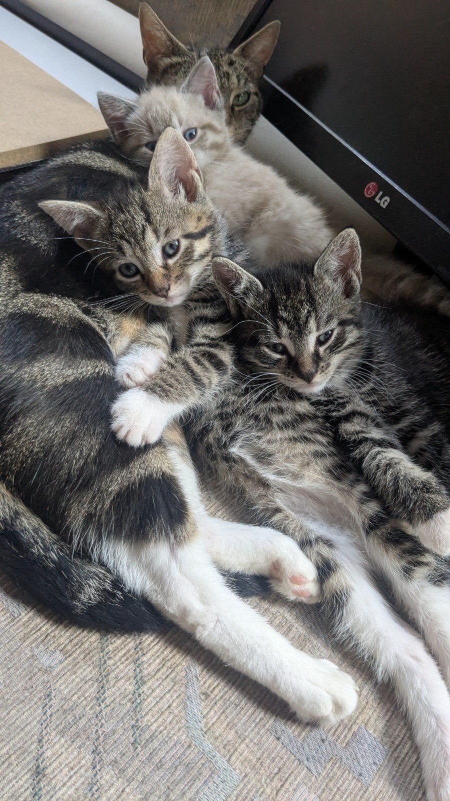 Cyperse kittens te koop, Dieren en Toebehoren, Kater, Kortharig, 0 tot 2 jaar
