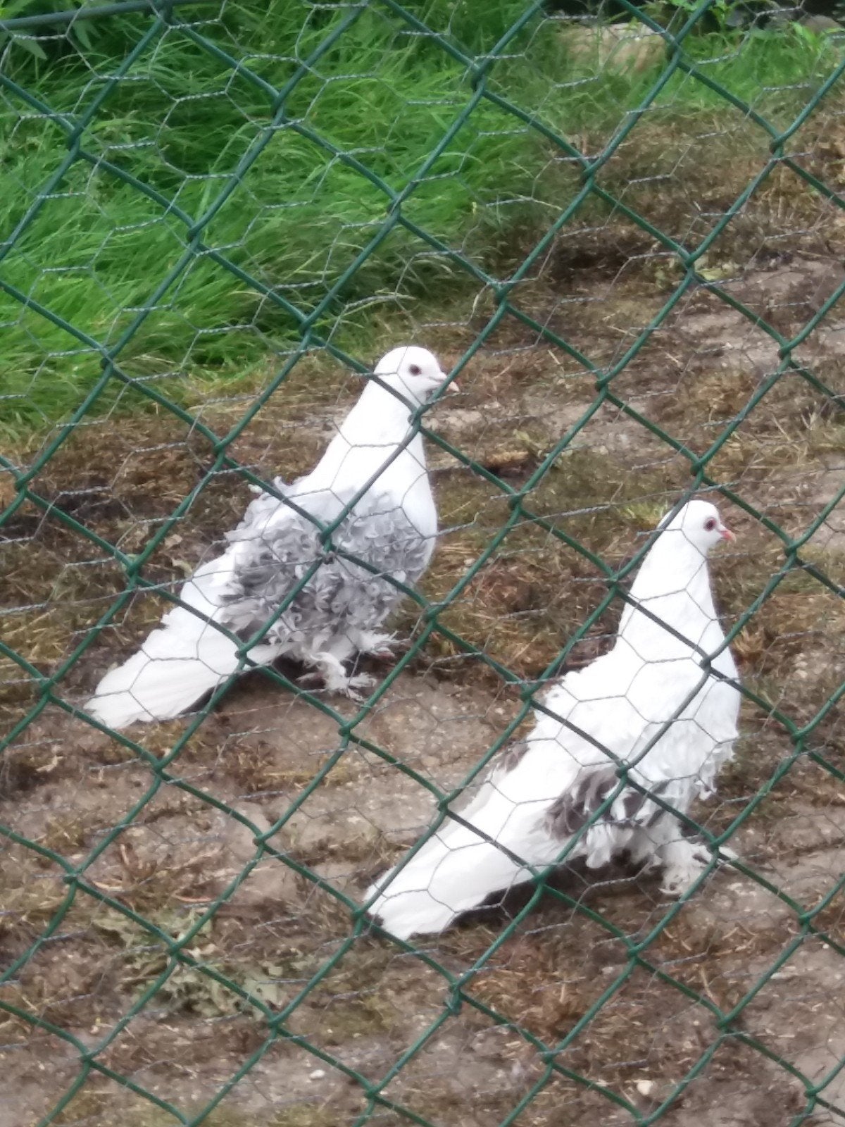 Mooie krulduiven, Meerdere dieren