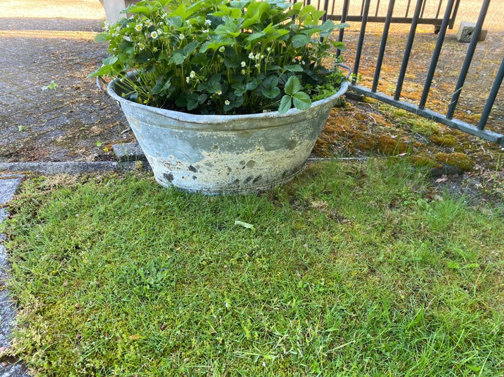 Prachtige teil vol met aardbeien, Tuin en Terras, Ophalen, Metaal, 30 tot 60 cm, 60 tot 100 cm