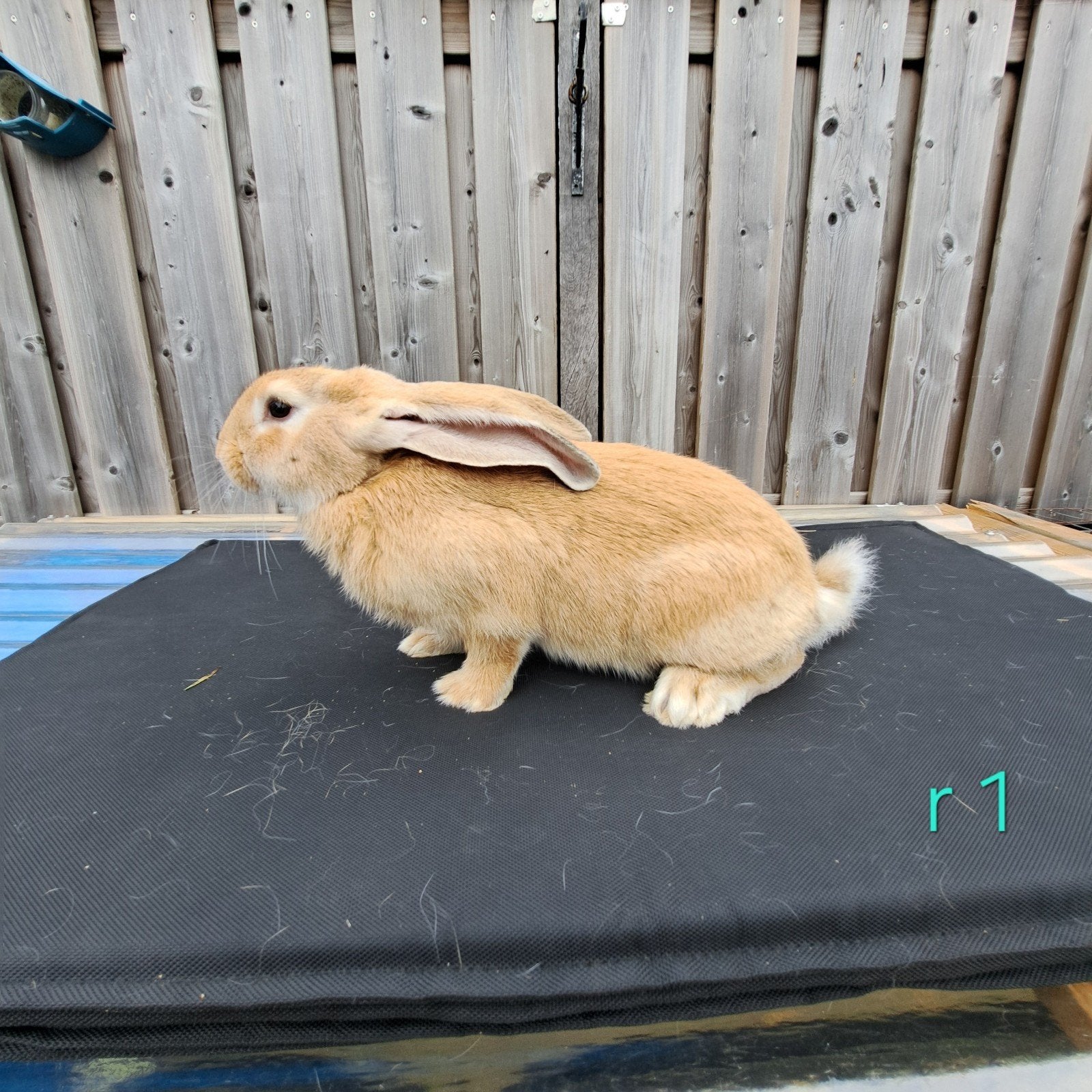 Vlaamse reus / Lotharinger, Dieren en Toebehoren, Meerdere dieren, Groot, 0 tot 2 jaar