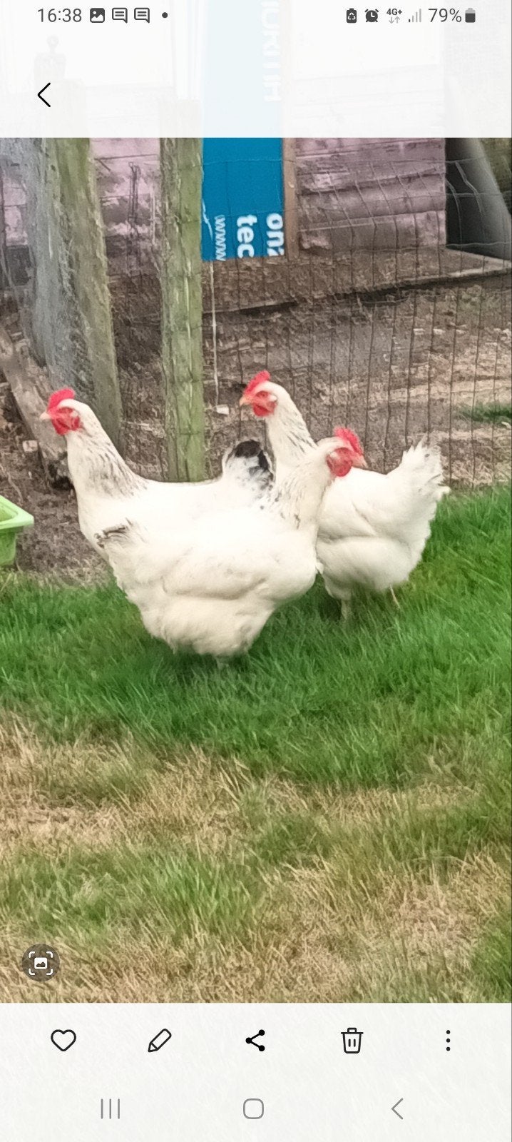 3 Sussex Kippen Groot Ras, Dieren en Toebehoren, Pluimvee, Vrouwelijk, Kip