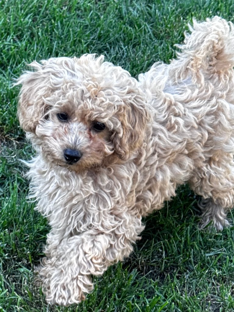 Maltipoo teefje pup, Dieren en Toebehoren, Poedel, 8 tot 15 weken, Teef, Parvo