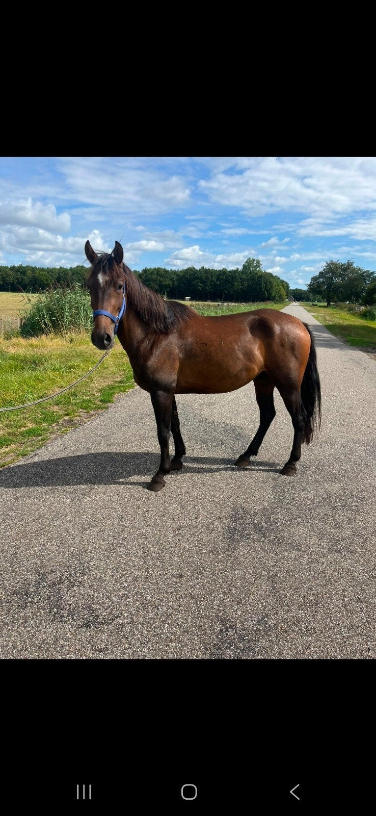 leuke brave  d  pony ruin, Gechipt, Minder dan 160 cm, Ruin, 3 tot 6 jaar