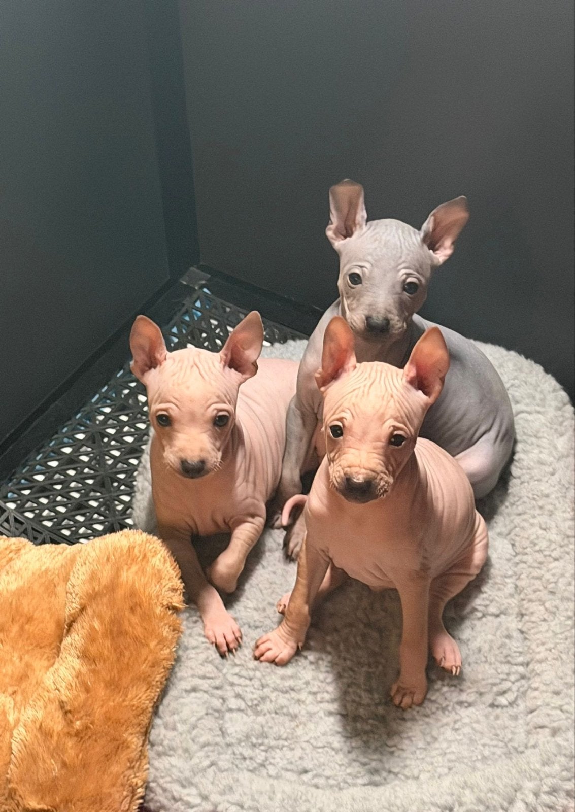 American hairless terrier pups,  Amerikaanse naakthond pups, Dieren en Toebehoren, Honden | Niet-rashonden, Parvo, 8 tot 15 weken