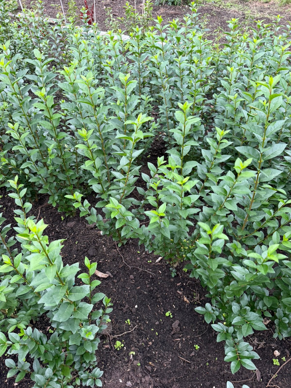 Ligustrum groenblijvende liguster ovalifolium, Ophalen, Liguster, Minder dan 100 cm