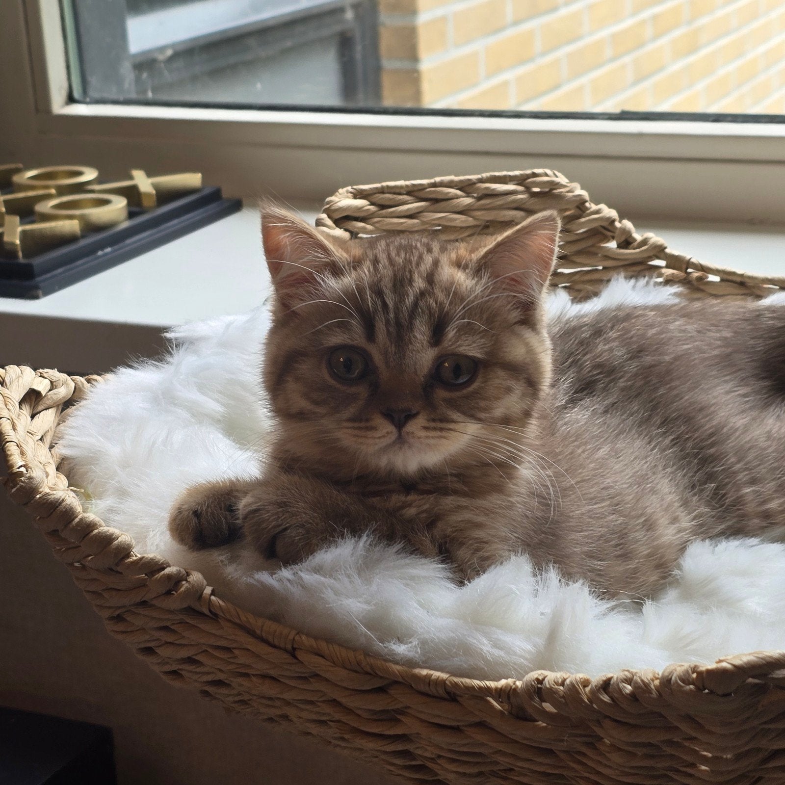 Britse korthaar kittens, Meerdere dieren, Kortharig