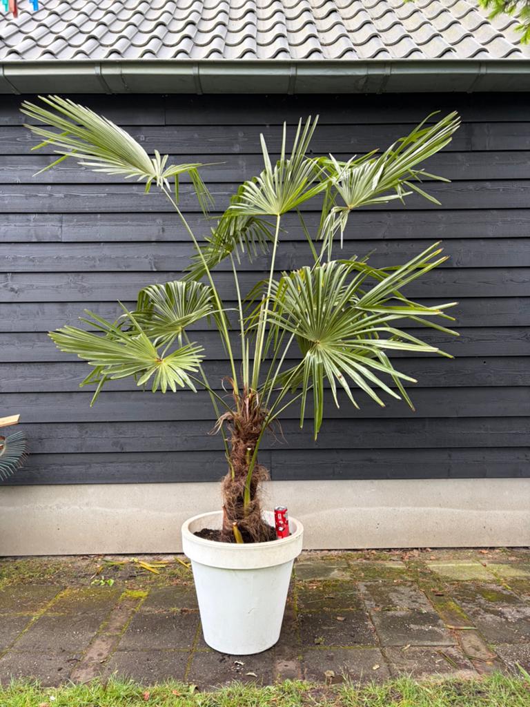 Trachycarpus Fortunei winterharde palmboom, Tuin en Terras, Planten | Bomen, 100 tot 250 cm, Zomer, Palmboom, Ophalen