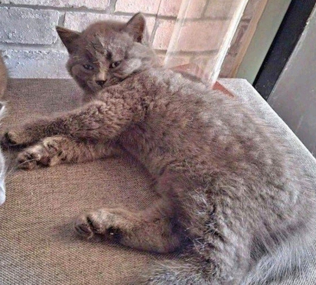 Britsekorthaar/Blauwerus kittens.