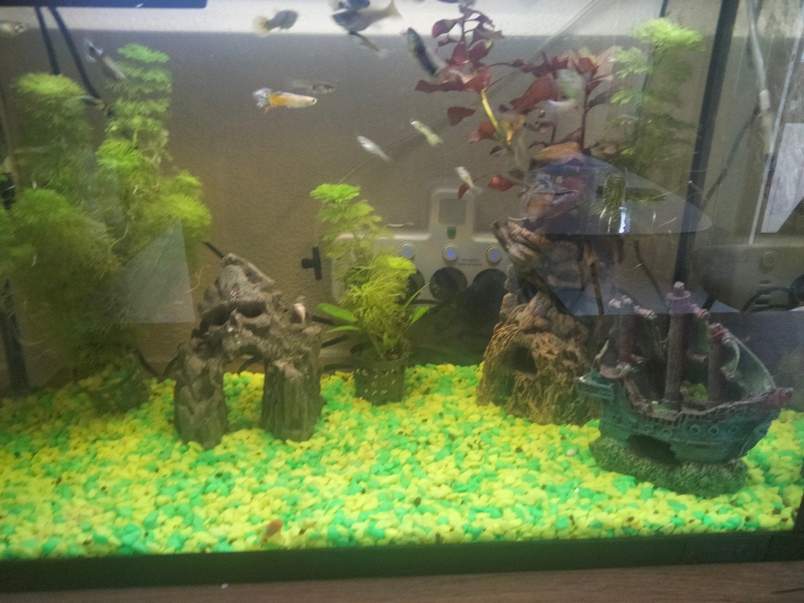guppen, Dieren en Toebehoren, Vissen | Aquariumvissen, Vis