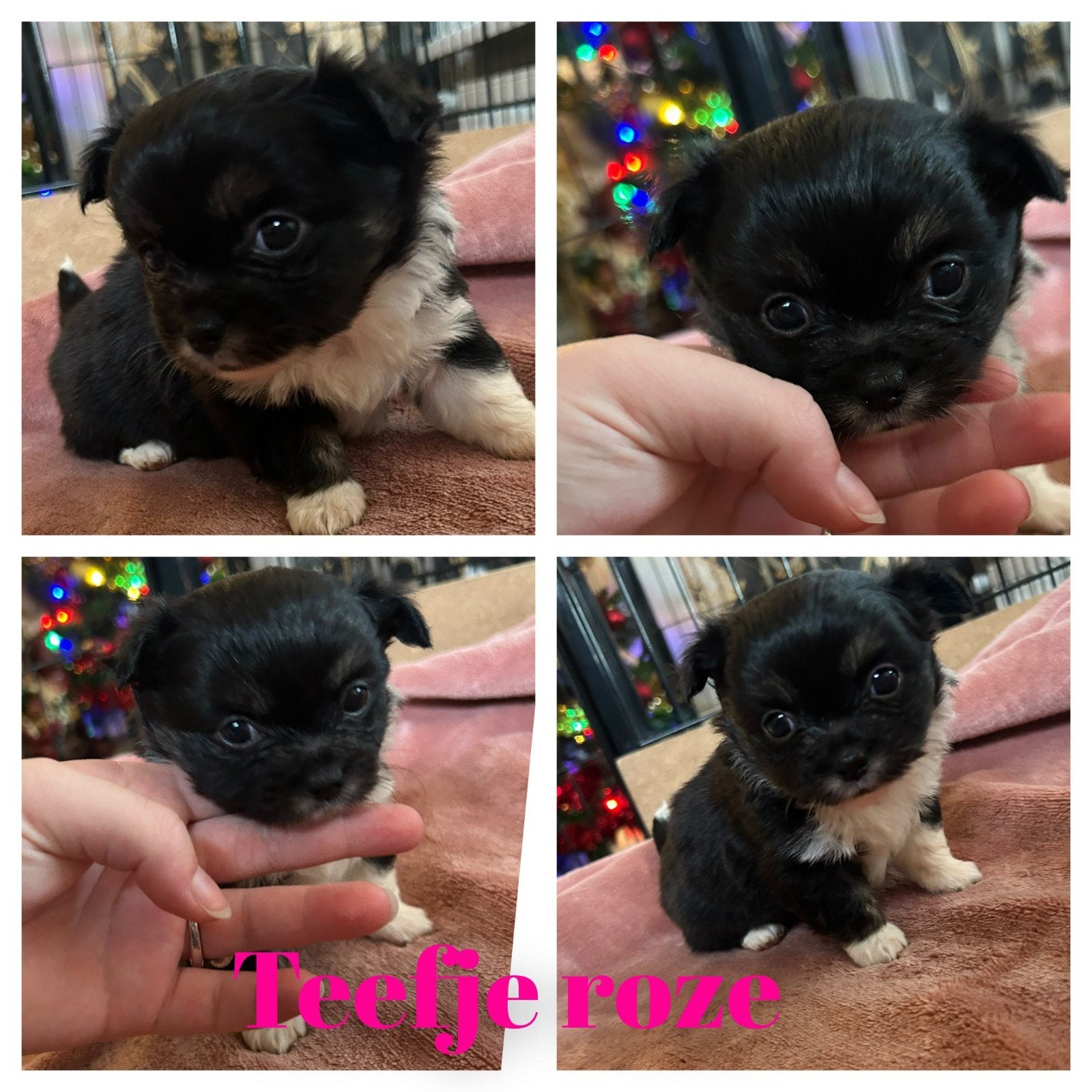 chiwawa pups, 8 tot 15 weken, Meerdere, Meerdere dieren, Nederland