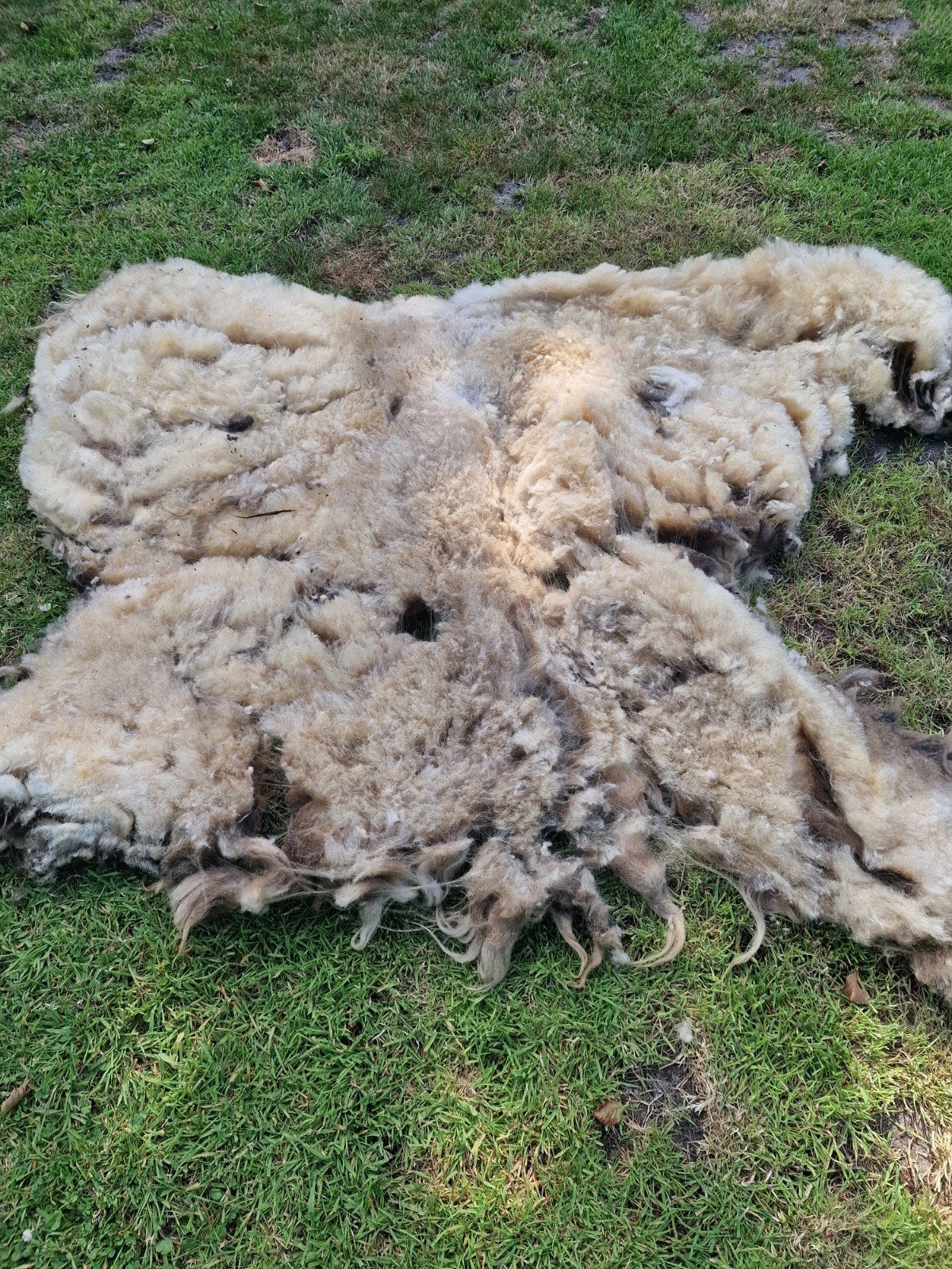 Gratis af te halen schapenvachten, Vrouwelijk, Schaap