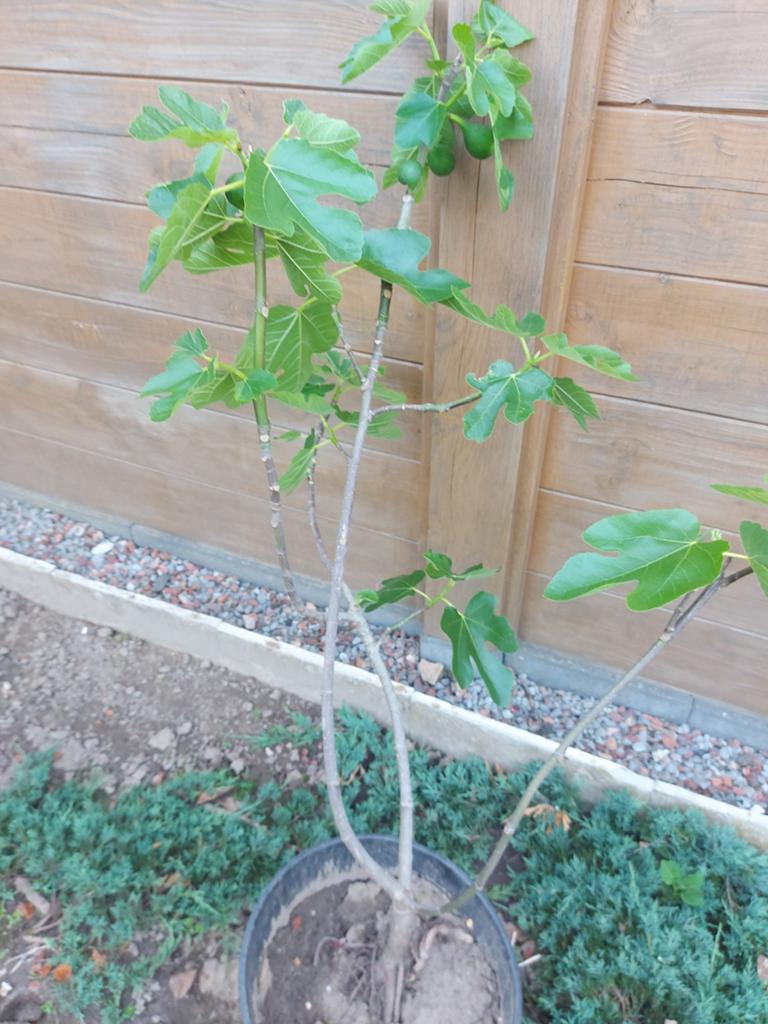 Vijg, Tuin en Terras, Planten | Fruitbomen, Ophalen, Minder dan 100 cm, Vijgenboom