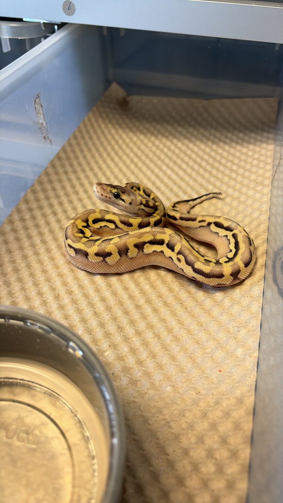 Python regius puzzle Ball Python photo 7