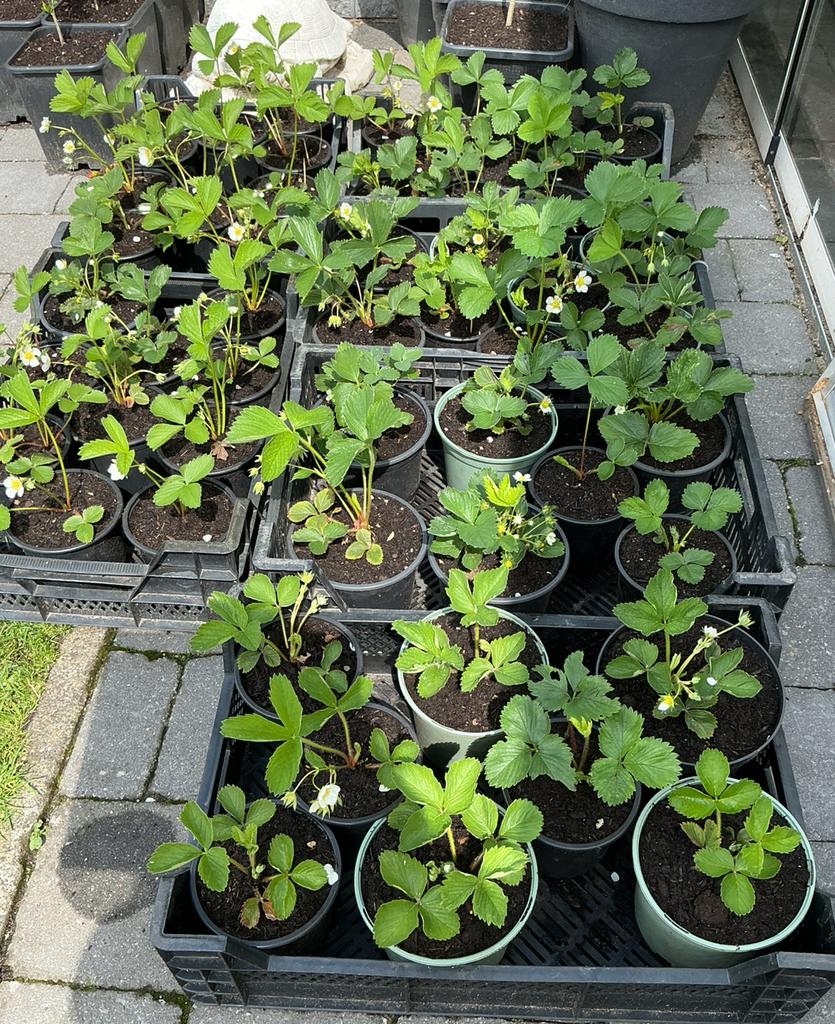 Verse Aardbeienplantjes  🍓🍓, Tuin en Terras, Ophalen, Volle zon, Vaste plant, Fruitplanten