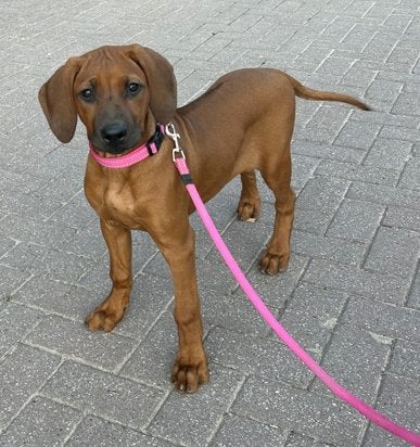 Prachtige Rhodesians Ridgeback pup (stamboom) te koop!, Overige rassen, 8 tot 15 weken, Parvo, Meerdere