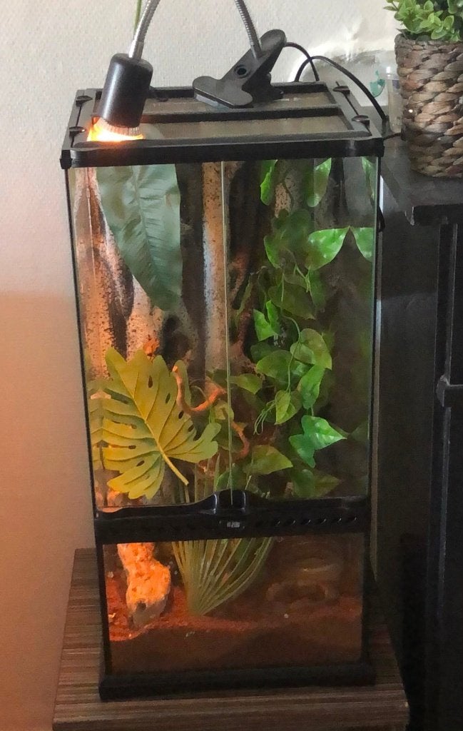 Paludarium / terrarium 30 x 30 x 60 cm, Ophalen, Gebruikt, Terrarium of Paludarium