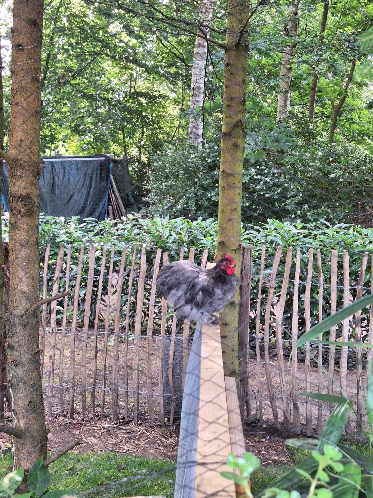 cochin kriel haan, Dieren en Toebehoren, Pluimvee, Mannelijk, Kip