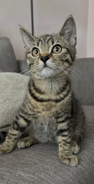 Kittens Britse Korthaar : Europees - Graag tekst lezen, Dieren en Toebehoren, Katten en Kittens | Raskatten | Korthaar, Meerdere dieren