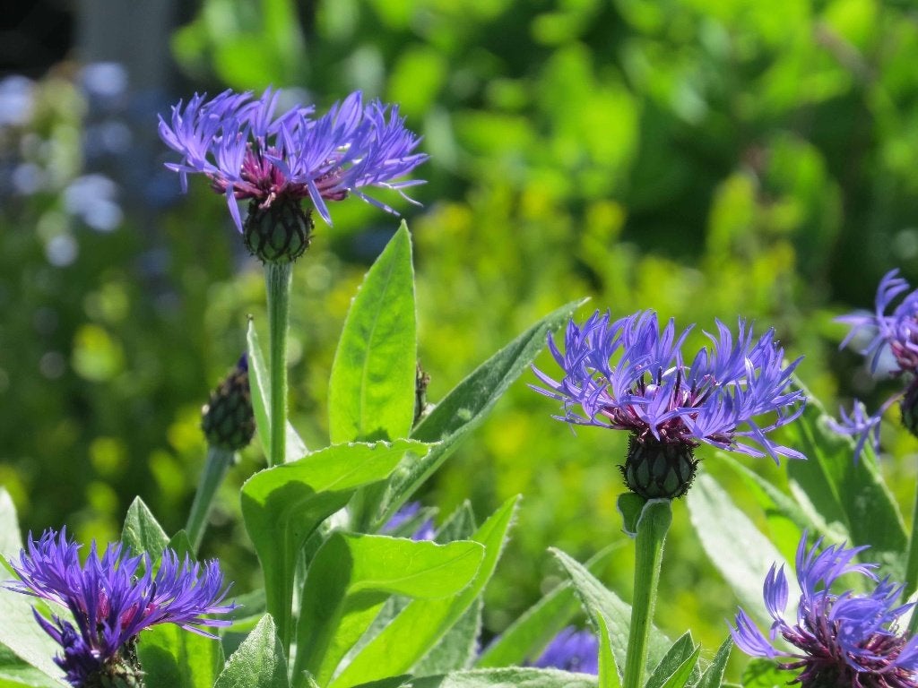 Vaste plant : Blauwe Korenbloem   2 euro., Volle zon, Vaste plant, Zomer, Ophalen