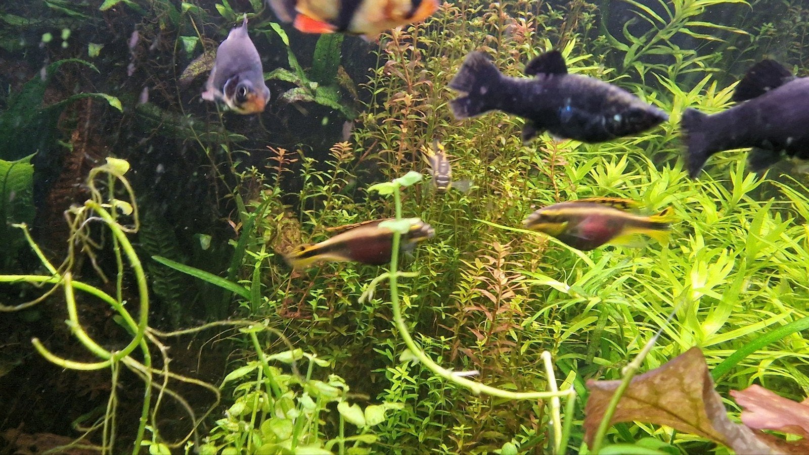 Kersenbuik cichlides, Vis