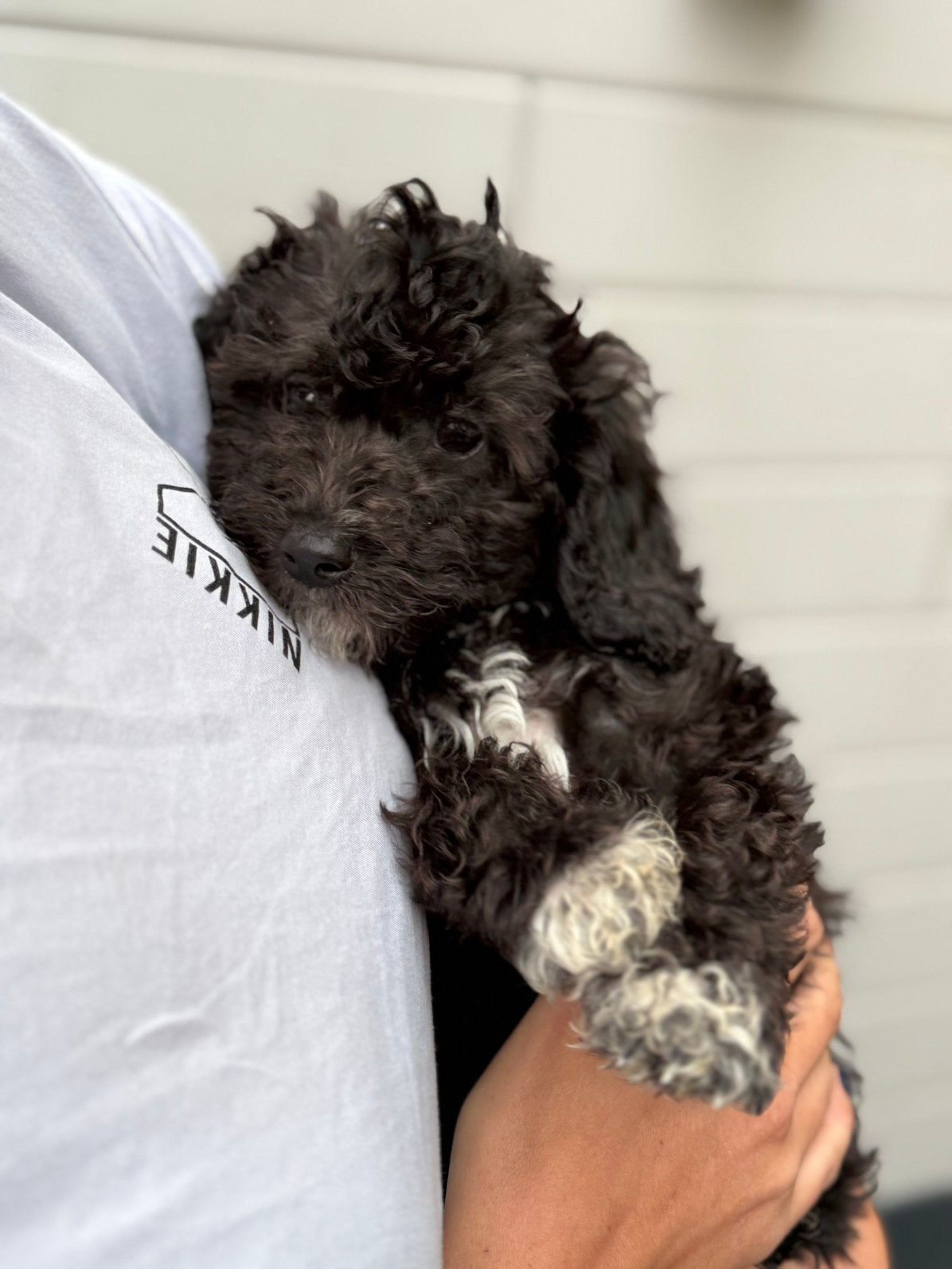 Maltipoo pups, Parvo, 8 tot 15 weken, Meerdere, Nederland