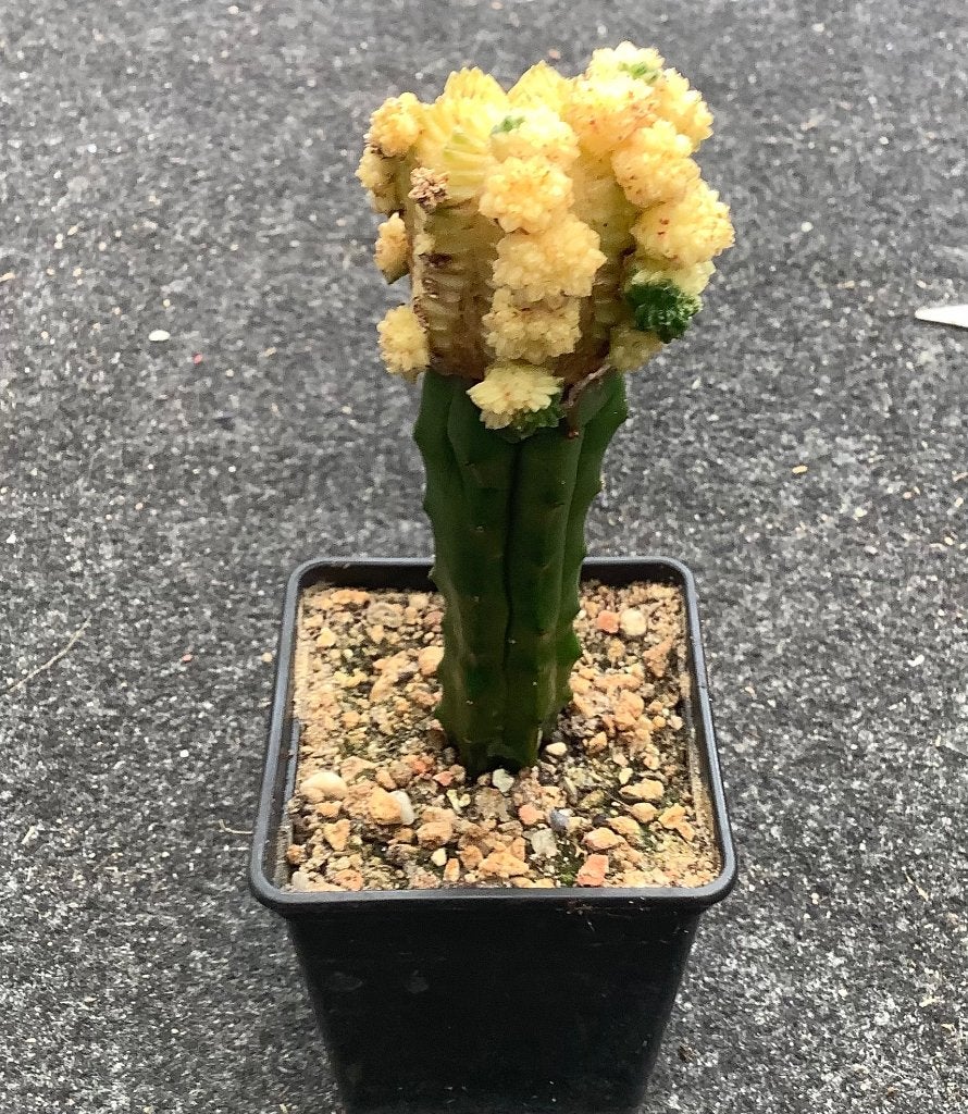 Cactus, Aztekium, Ophalen of Verzenden, Cactus, Volle zon, Minder dan 100 cm
