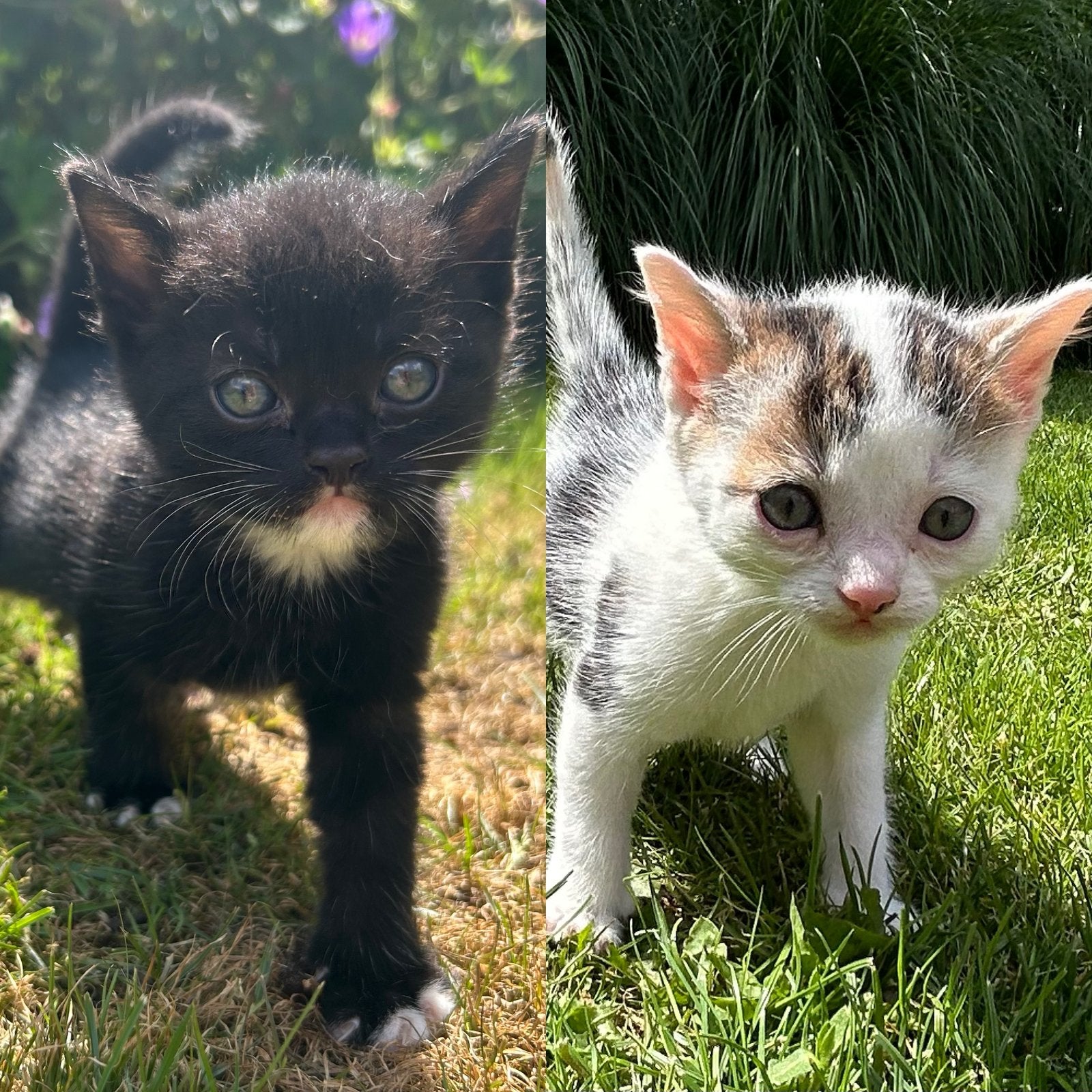 Onze 2 Super lieve vriendjes mogen vanaf maandag weg! 😍, Dieren en Toebehoren, Katten en Kittens | Overige Katten, Meerdere dieren