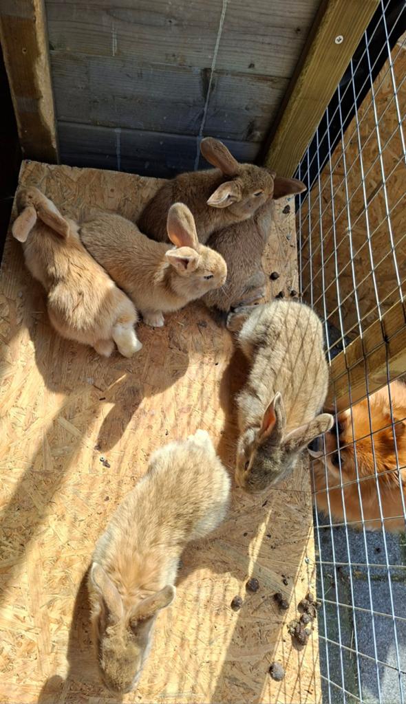 Vlaamse reuzen, Dieren en Toebehoren, Konijnen, Mannelijk, Groot, 0 tot 2 jaar