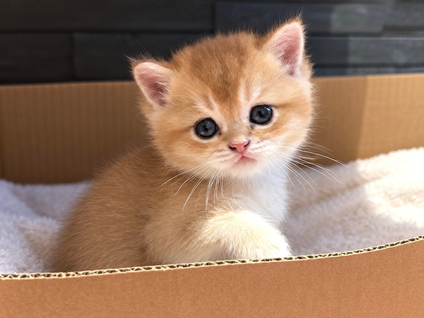 Prachtige Black Golden Shaded kittens met Stamboom, Dieren en Toebehoren, Meerdere dieren, Gechipt
