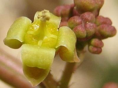 Caudex plant Cyphostemma Seitzianum Centraal Namibia, Ophalen of Verzenden, In pot, Minder dan 100 cm, Bloeiende kamerplant