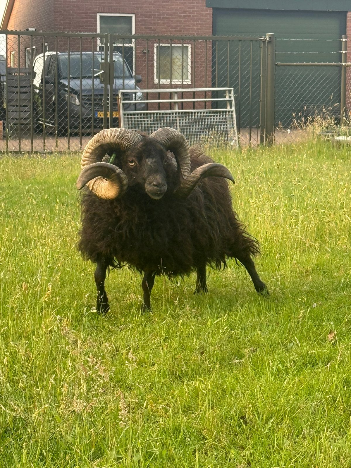 Stamboek Ouessant dekrammen, Mannelijk, Schaap